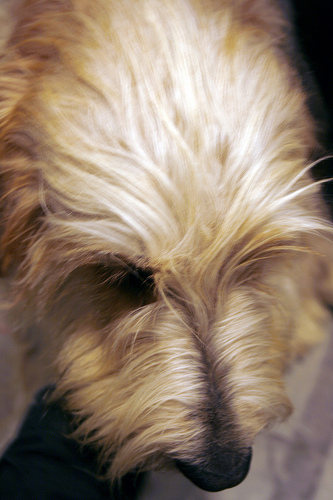 otterhound