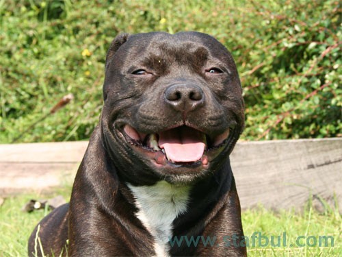 Staffordshire_bullterrier