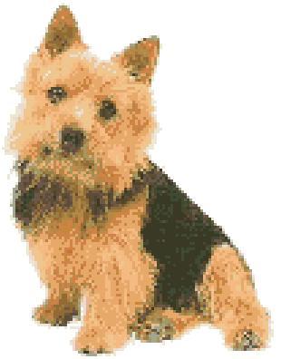 Norwich_terrier