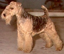 Lakeland_terrier