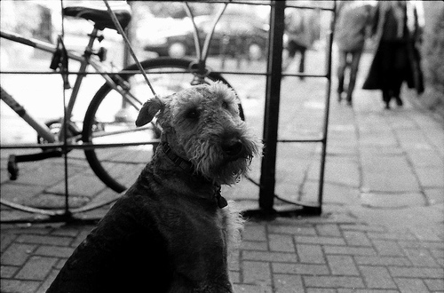 Airedale