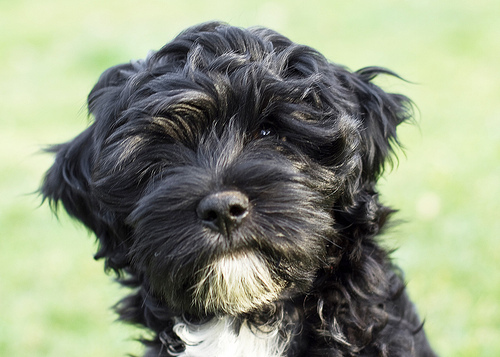 Tibetan_terrier