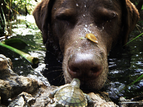 Chesapeake_Bay_retriever