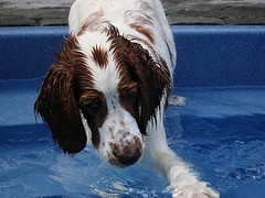 Welsh_springer_spaniel