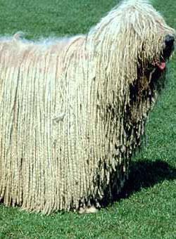 komondor