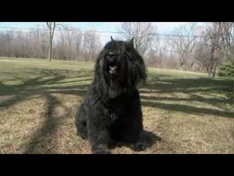 Bouvier_des_Flandres