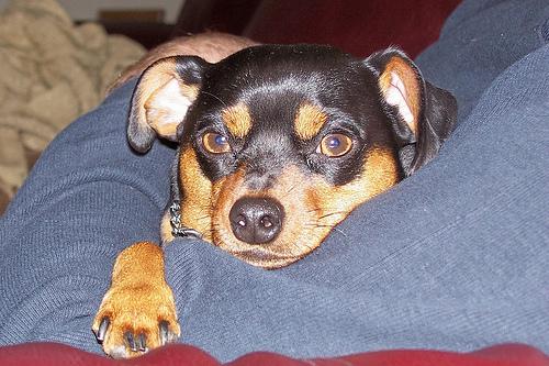 miniature_pinscher