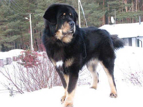 Tibetan_mastiff