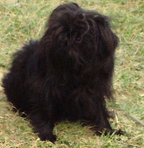 affenpinscher