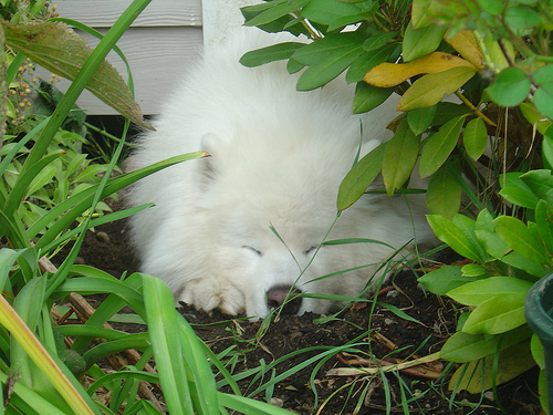 Samoyed