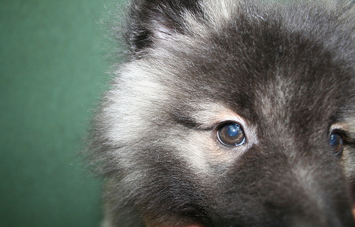 keeshond