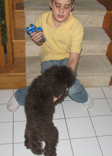 miniature_poodle