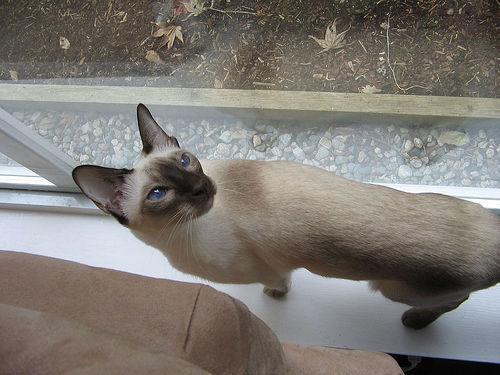 Siamese_cat