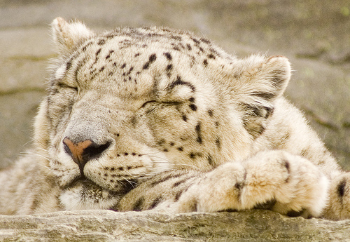 snow_leopard