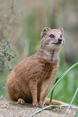 mongoose