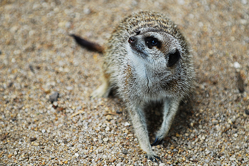 meerkat