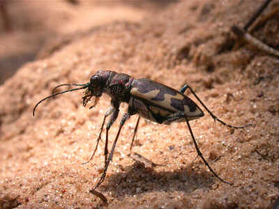 tiger_beetle