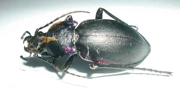 ground_beetle