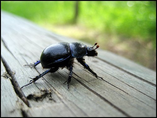 dung_beetle