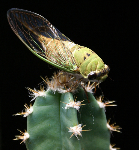 cicada