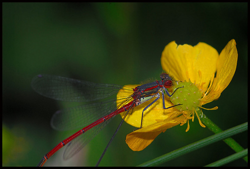 damselfly