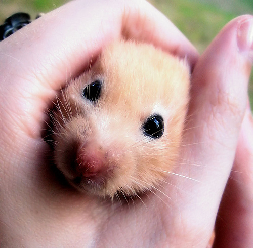 hamster