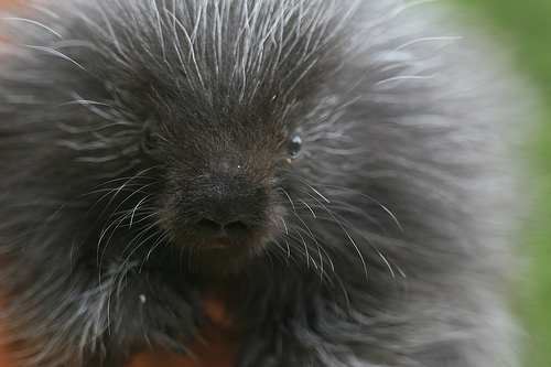 porcupine