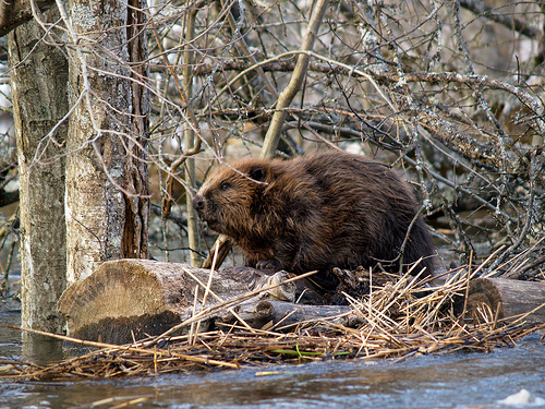 beaver