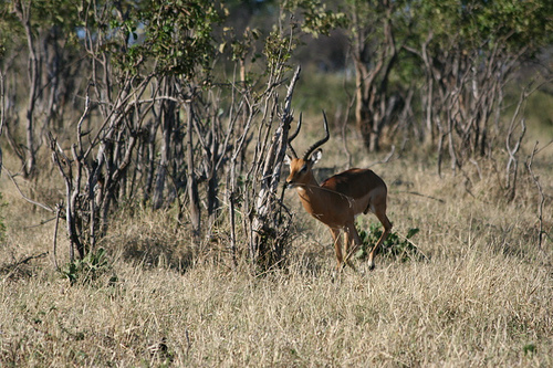 impala