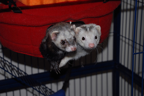 black-footed_ferret