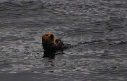 otter