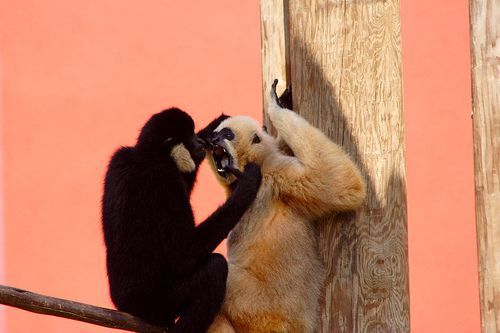 gibbon