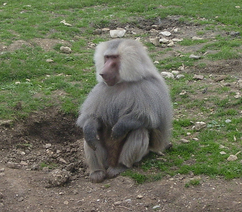 baboon