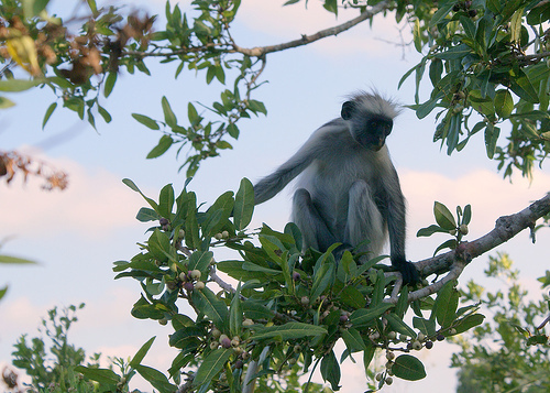 colobus