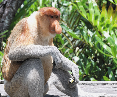 proboscis_monkey