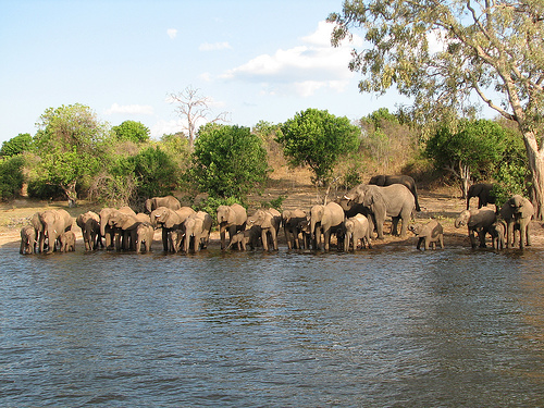 African_elephant