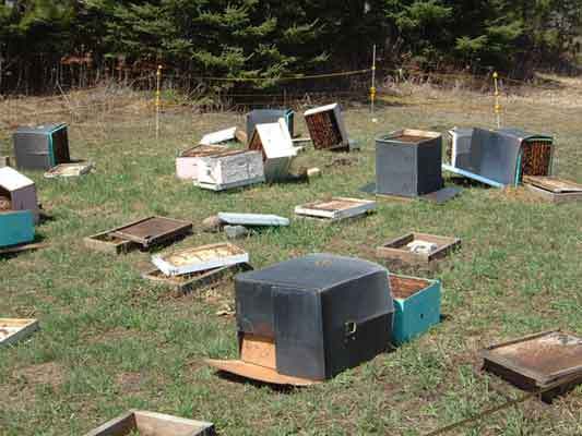 apiary