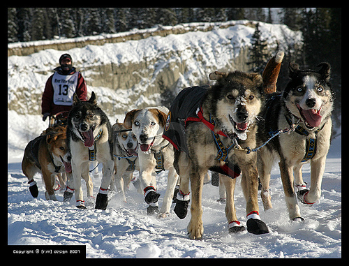 dogsled