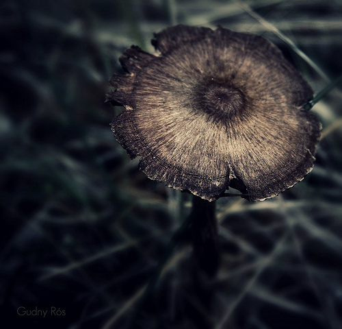 mushroom