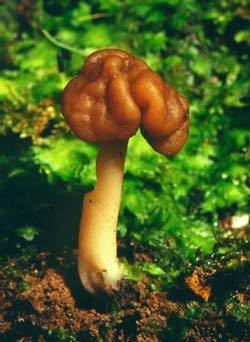 gyromitra