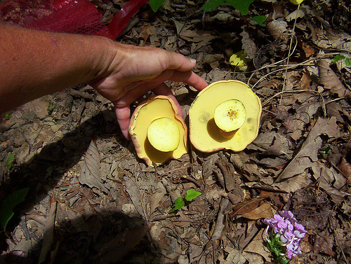 bolete