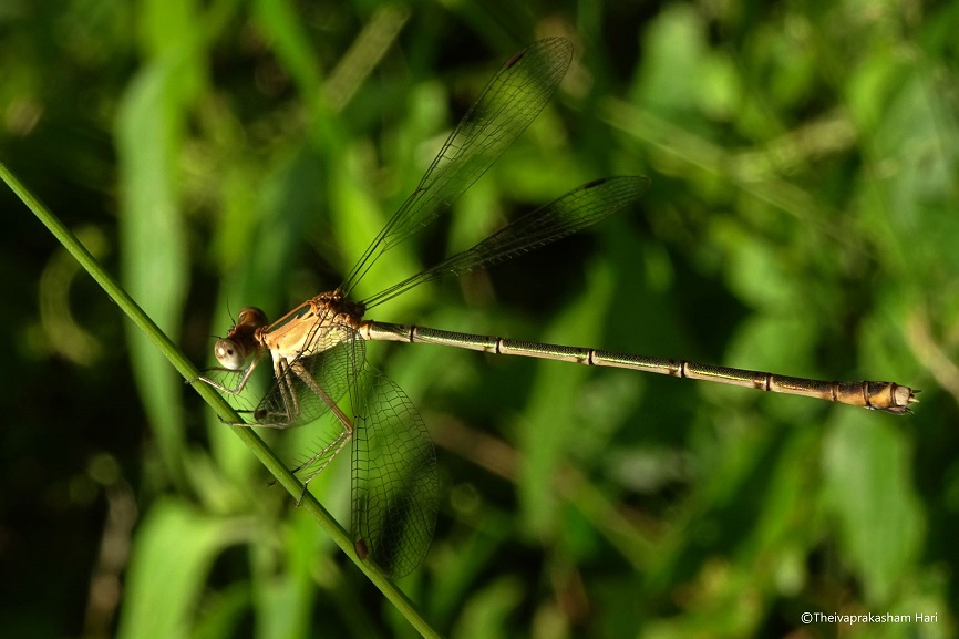 Lestes elatus.jpg