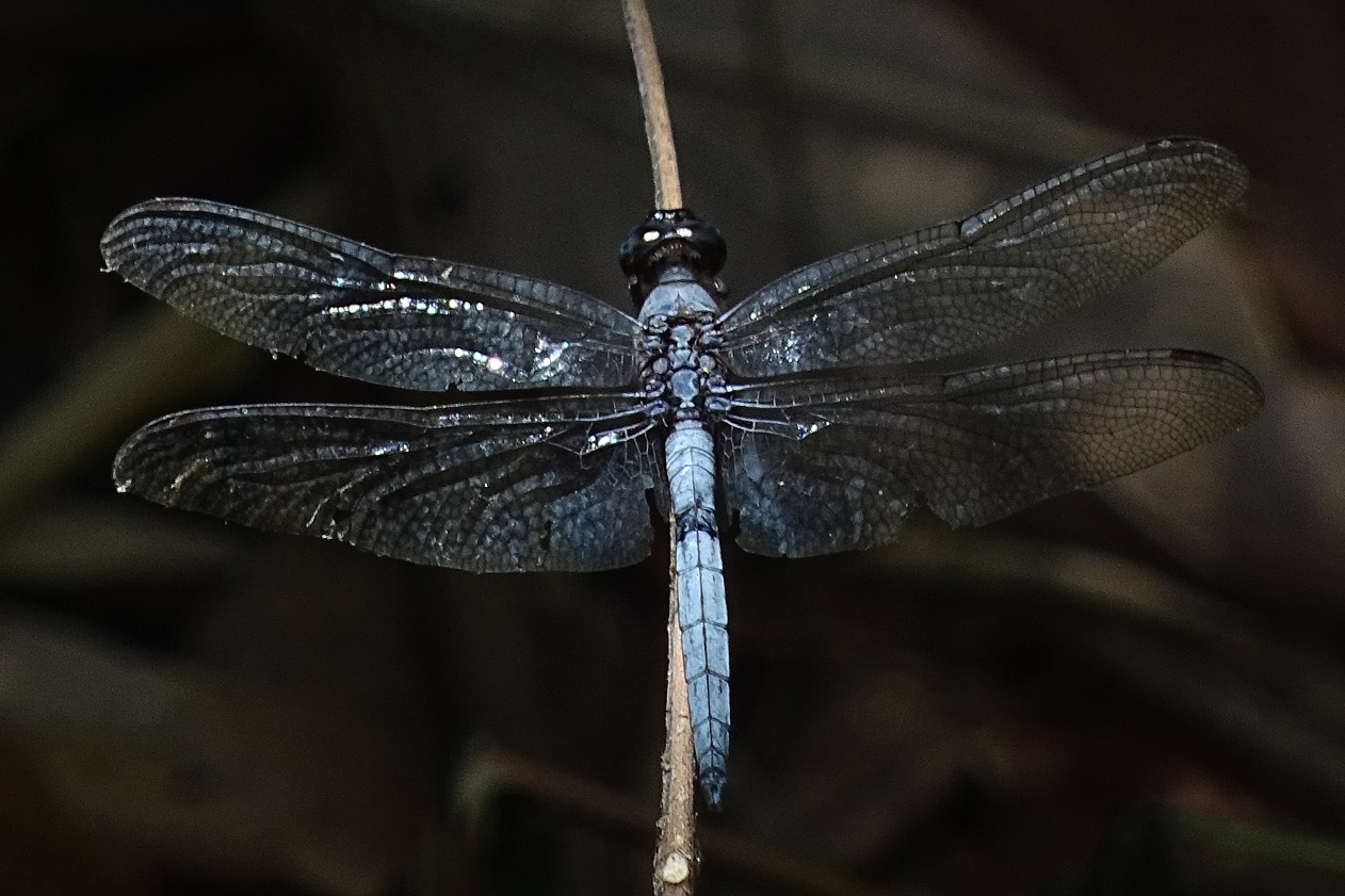 Orthetrum glaucum.jpg