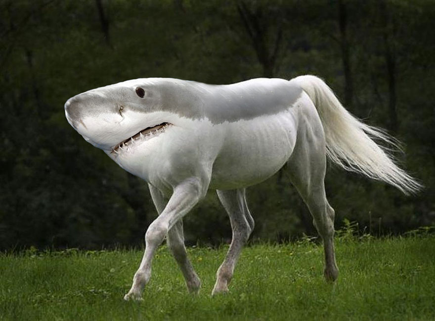 sharkhorse.jpeg