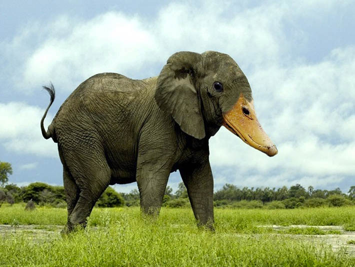 duckelephant.jpeg