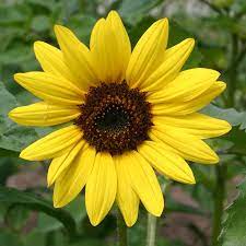 images_sunflower.jpg