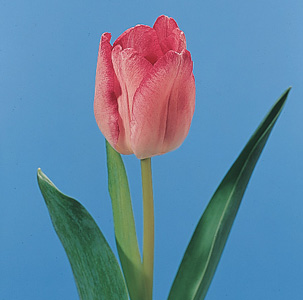 images_tulip.jpg