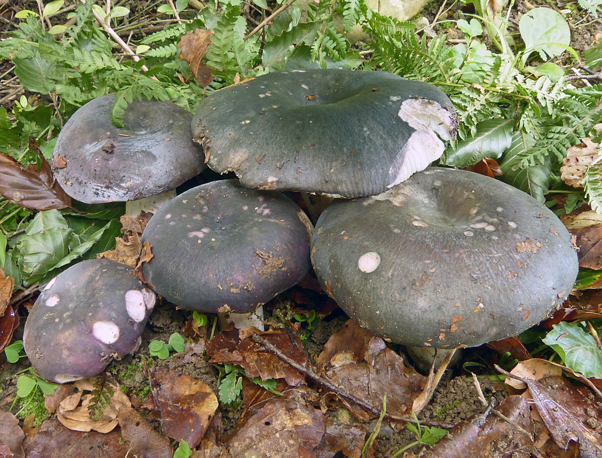 Russula.jpg