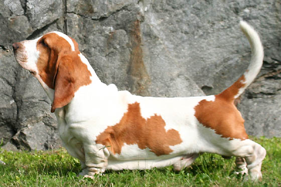 basset.jpg