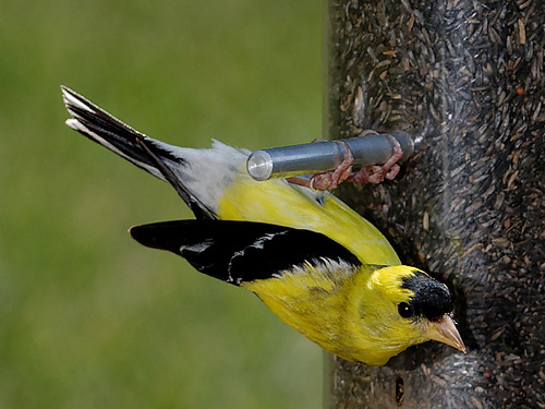 n01531178_goldfinch.JPEG